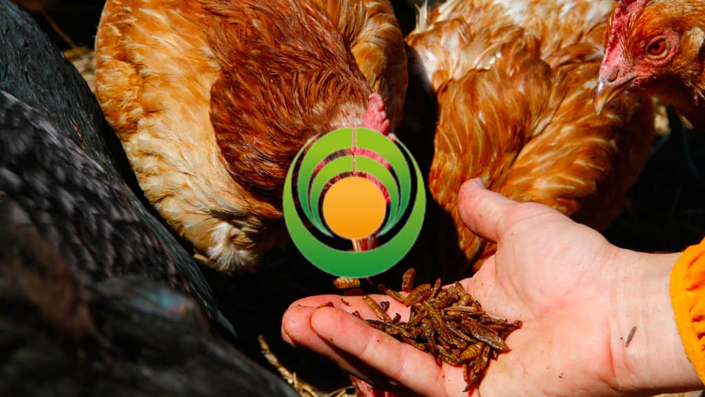 Strategia Social Marketing Fair and Sustainable portfolio creativo